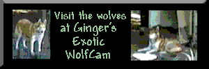 Ginger's Exotic WolfCam