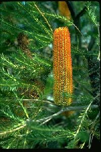 Banksia tree cone