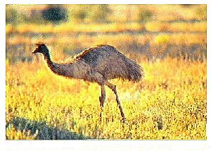 Emu
