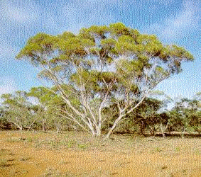 Eucalyptus Mallee Gum tree