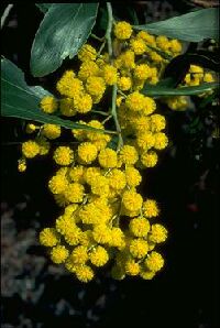 Golden Wattle blossom