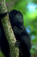 Black Howler see me in the Eco-Park