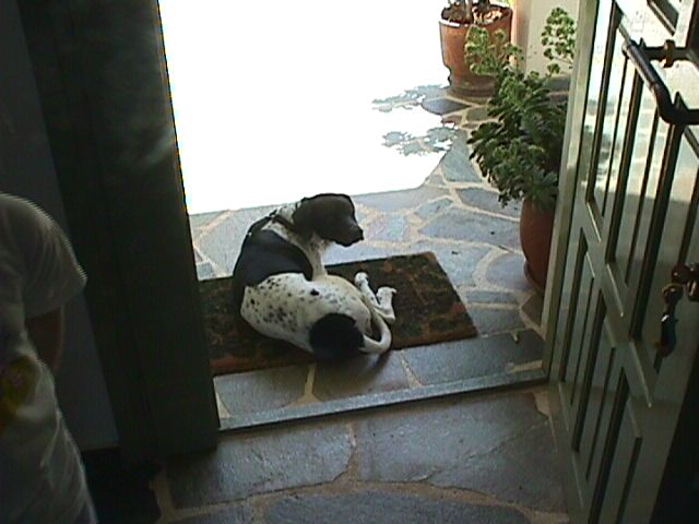 guarding the house ?