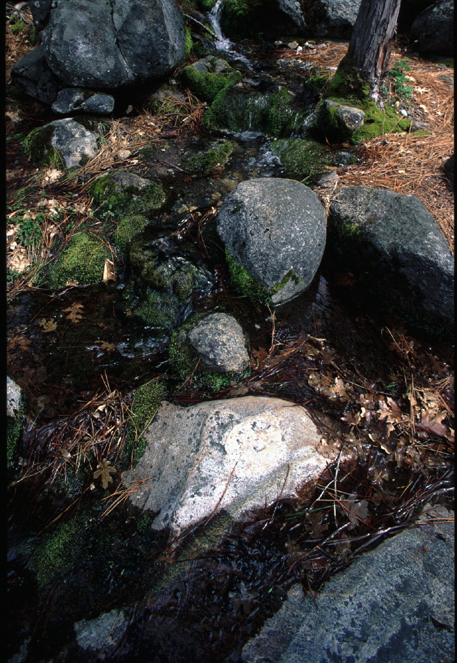 moss.jpg