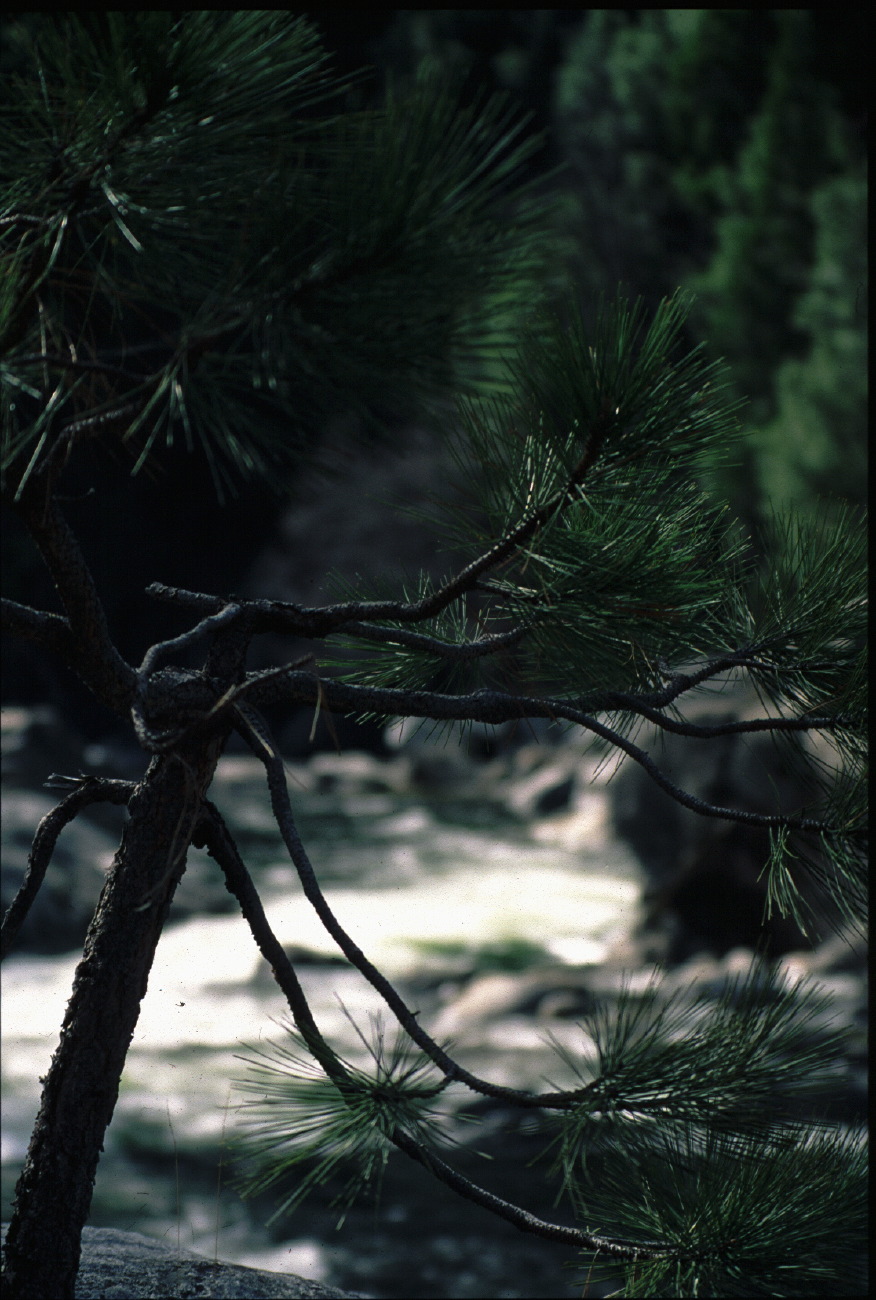 treeview.jpg