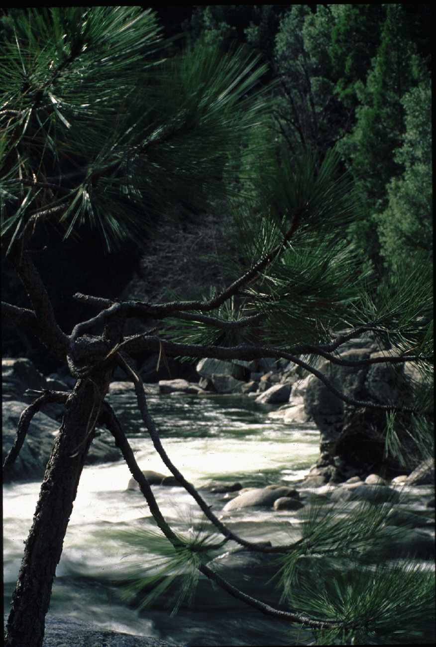viewtree.jpg