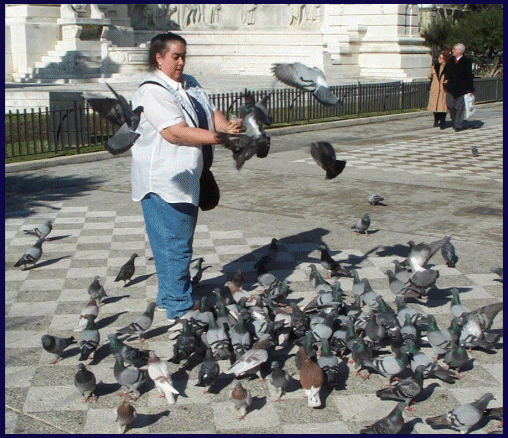 Pigeons in Cadiz