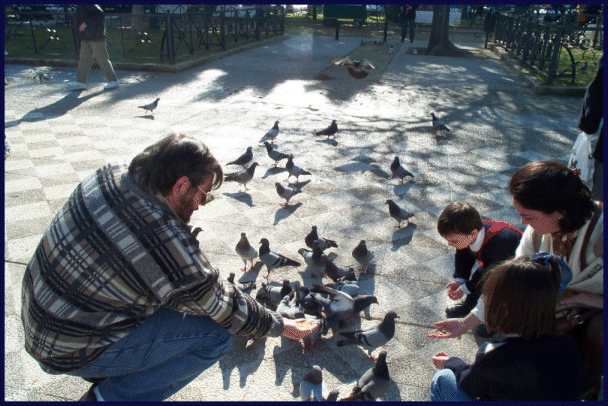 Pigeons in Cadiz