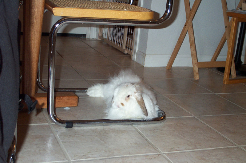 laying