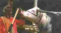 Click this picture to view the page about Toraja Buffalo