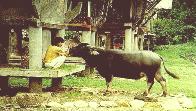 Buffalo in a good care
