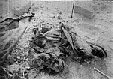 Iraqi Remains