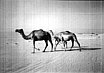 Pic of Camels