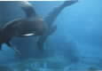Sea Lions