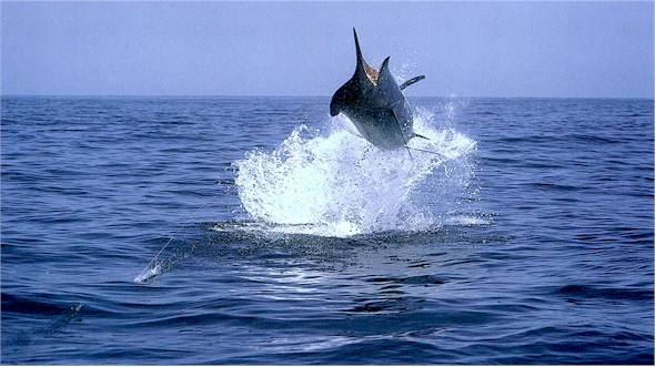 Marlin's jump