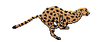 cheetah.gif - 7232 Bytes