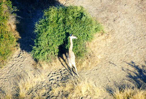 Microlight Giraffes