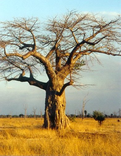 A bay-o-bob tree