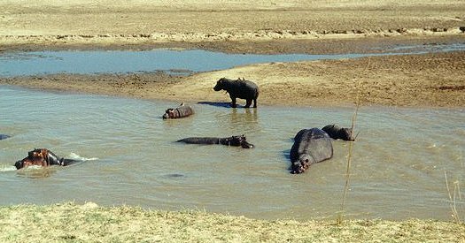 Hippos at Tafika