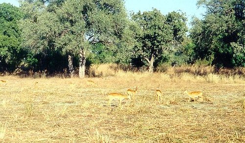 Impala at Tafika