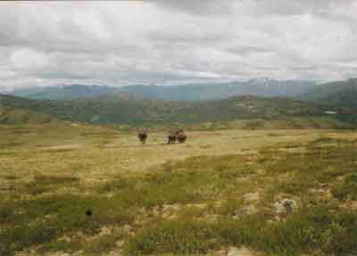 Altai