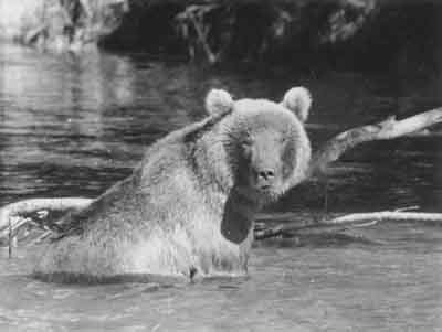 Bear