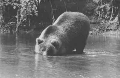 Bear