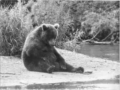 Bear