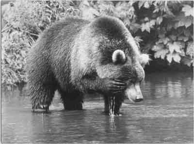 Bear