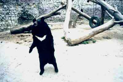 Bear