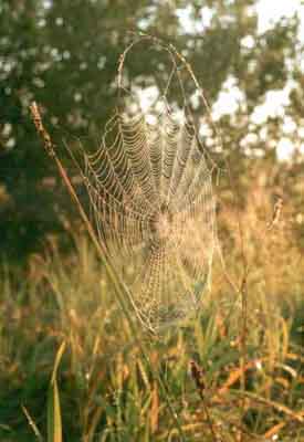 Spider's web