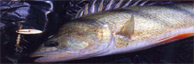 Fish_perch-fw.JPG (27379 bytes)