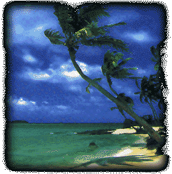 picoasis.gif (26814 bytes)