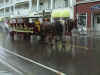 Horses in the rain