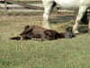 Tired Pony