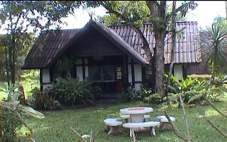 newpudtachard.JPG (21342 bytes)