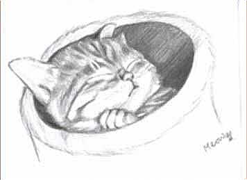 Cat.jpg (15466 bytes)