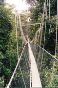 Canopy walk