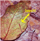 A would be intimate friend.