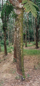 There is a white stream of latex at the bottom.  A bowl is there to collect the ooze.