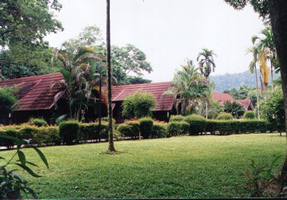 Lush resort in the Taman Negara National Park.  Can you guess if I stayed here?