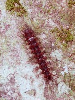 I wonder if this would be tasty to a bird.