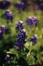 Texas Bluebonnets