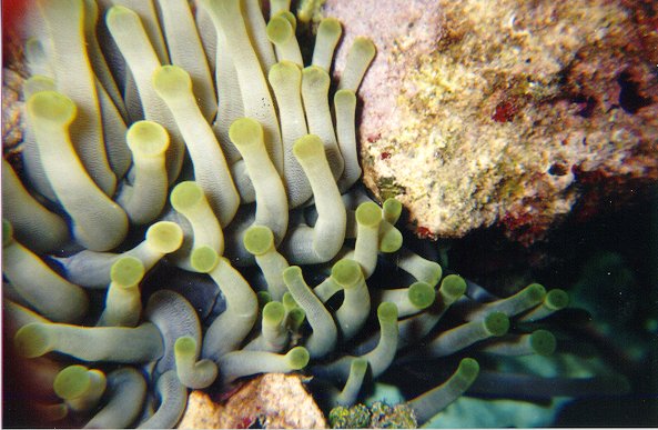 anenome