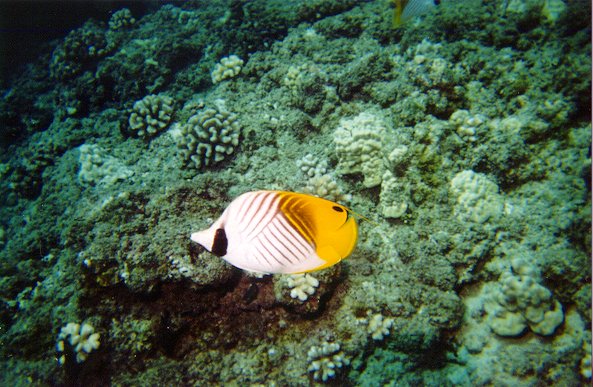 Threadfin Butterflyfish