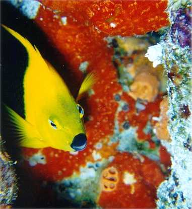 Butterfly Fish