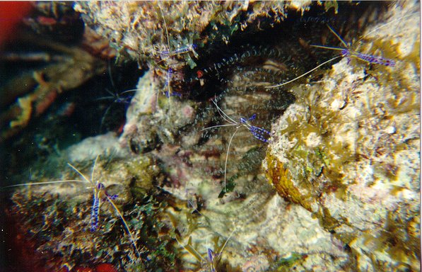 These little dudes are waiting for an eel or fish to do the dentist work they do best !