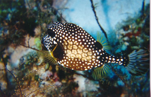 Cowfish
