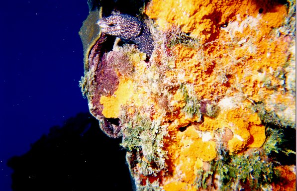 Spotted Eel