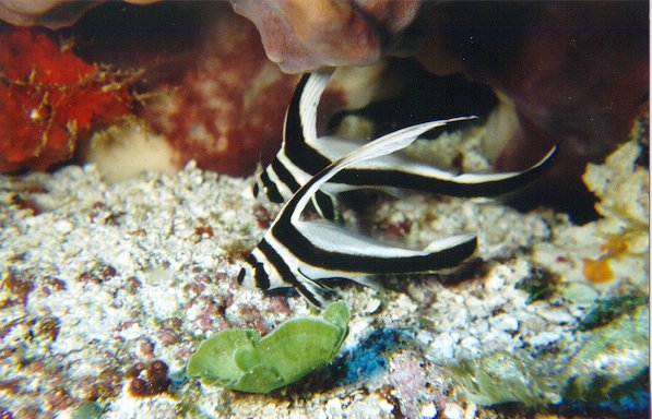 Juvenile Spotted Drumfish